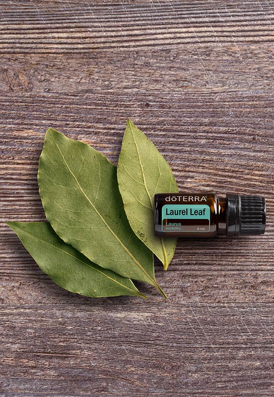 DoTerra Laurel Leaf Essential Oil 5 ml // Certified Pure Therapeutic Grade // Supplement // Home Remedy // Aroma Therapy //Lauris Nobilis